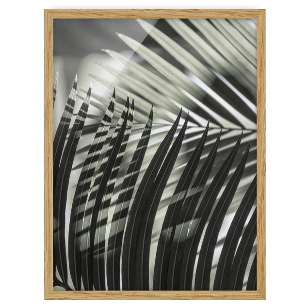 Cuadros de plantas naturales Interplay Of Shaddow And Light On Palm Fronds