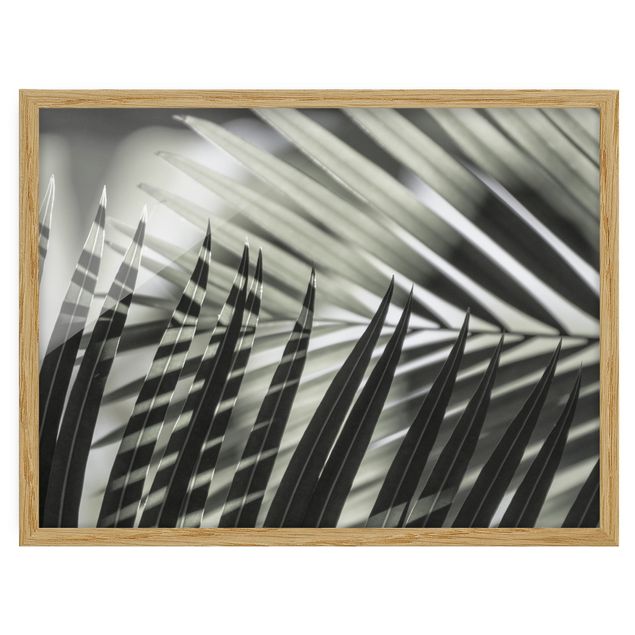 Cuadros de plantas Interplay Of Shaddow And Light On Palm Fronds