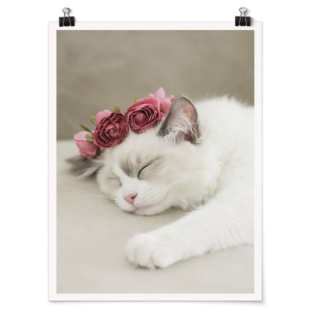 Cuadros plantas Sleeping Cat with Roses