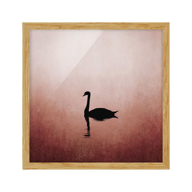 Pósters enmarcados de animales Swan In Sunset