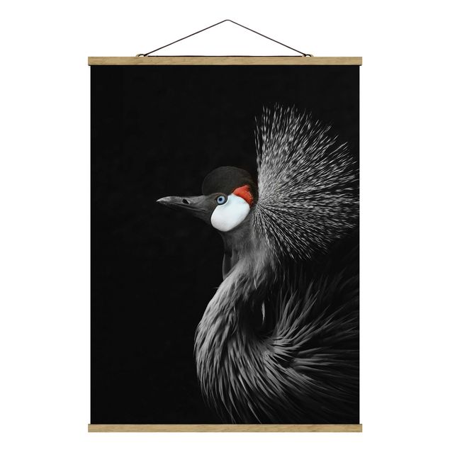 Cuadros de animales Black Crowned Crane