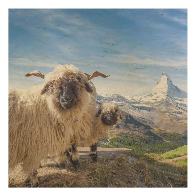 Cuadros de madera paisajes Blacknose Sheep Of Zermatt