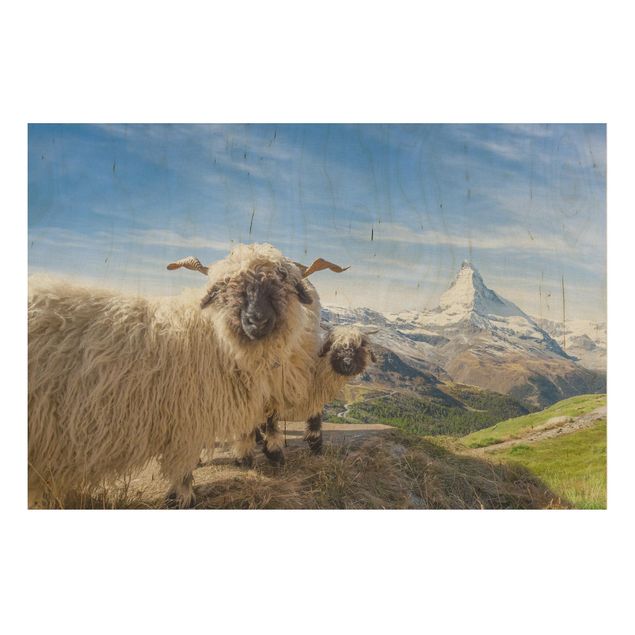 Cuadros de madera paisajes Blacknose Sheep Of Zermatt