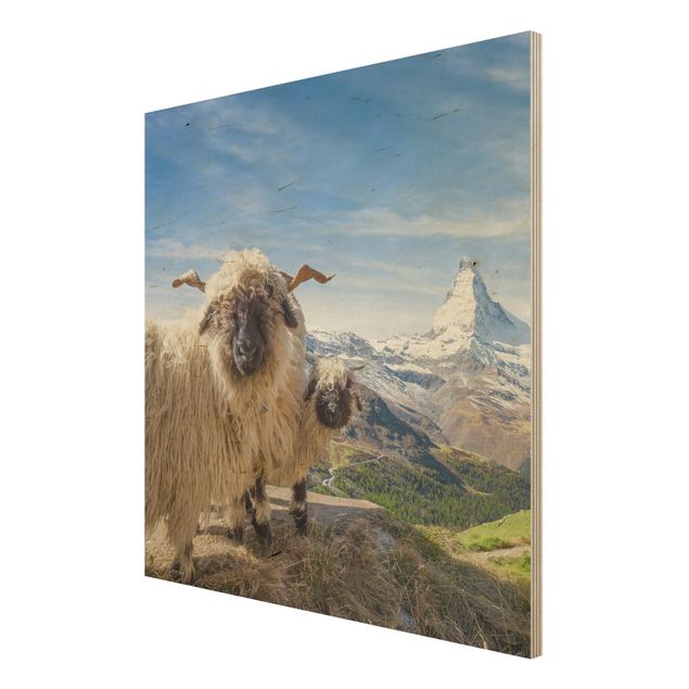 Cuadros modernos Blacknose Sheep Of Zermatt
