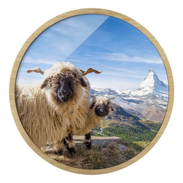 Pósters enmarcados de paisajes Blacknose Sheep Of Zermatt