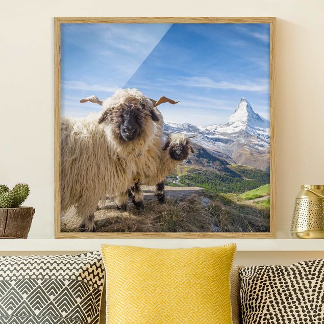 Decoración de cocinas Blacknose Sheep Of Zermatt