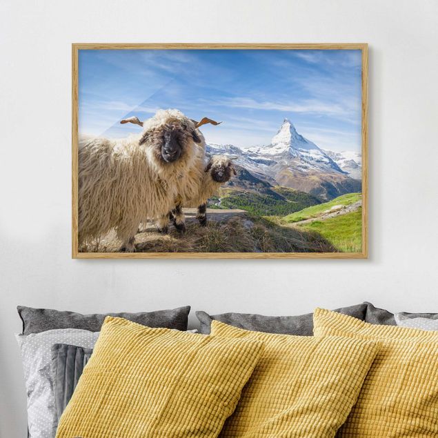 Decoración cocina Blacknose Sheep Of Zermatt