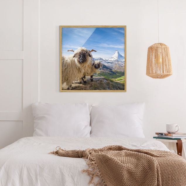 Cuadros montañas Blacknose Sheep Of Zermatt