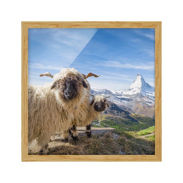 Cuadro con paisajes Blacknose Sheep Of Zermatt