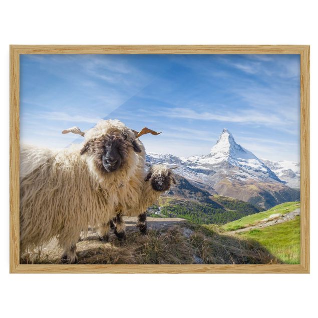 Cuadros paisajes Blacknose Sheep Of Zermatt