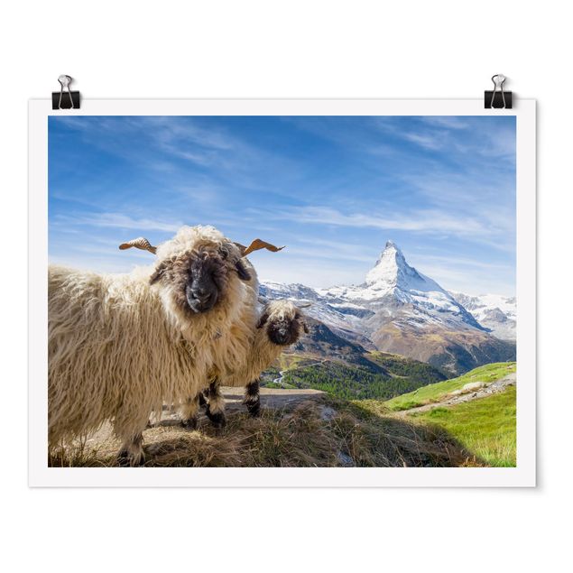 Cuadro con paisajes Blacknose Sheep Of Zermatt