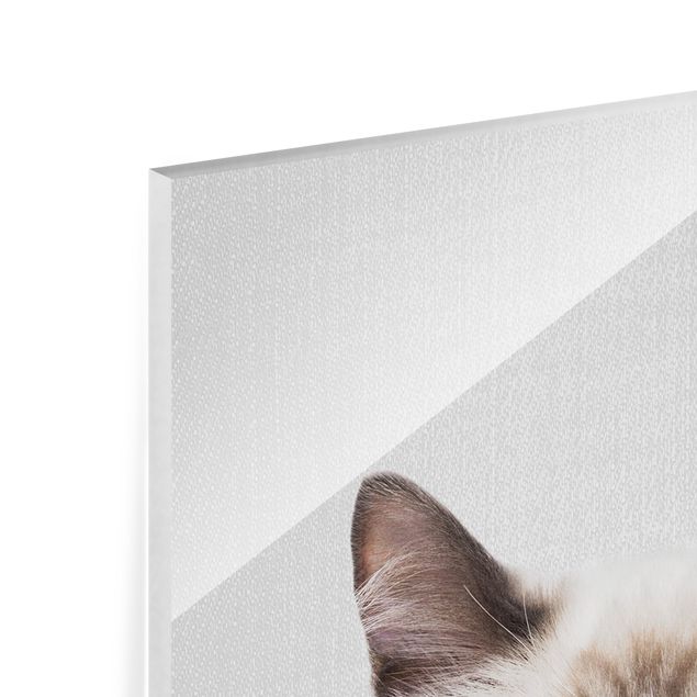 Cuadros de Gal Design Siamese Cat Sibylle