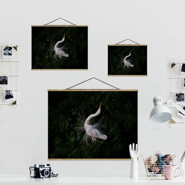 Cuadro de tela Dancing Egrets In Front Of Black