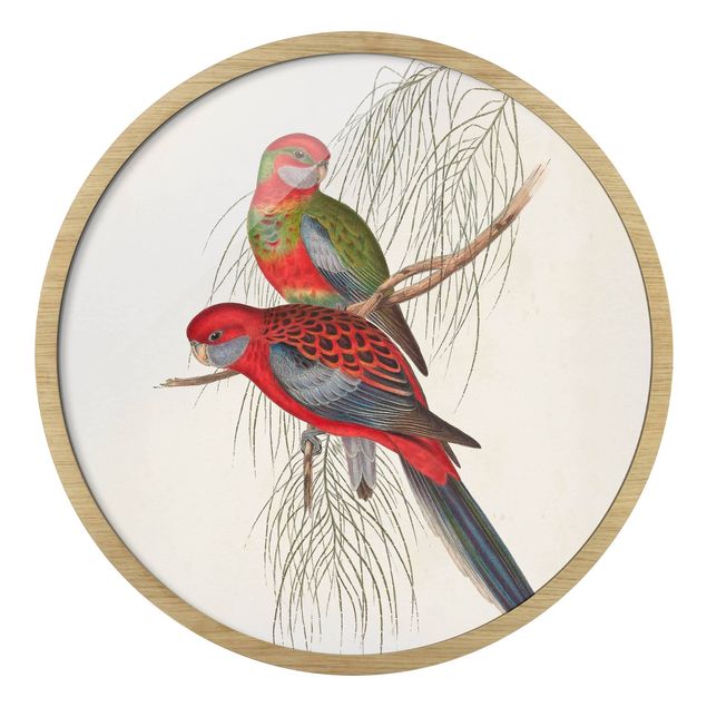 Cuadros decorativos Tropical Parrots III