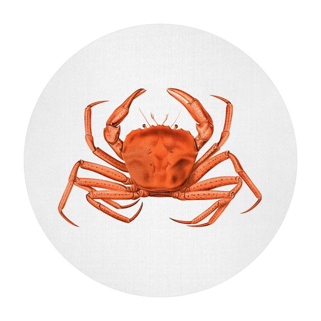 Cuadros de Gal Design Vintage Illustration Red Crab