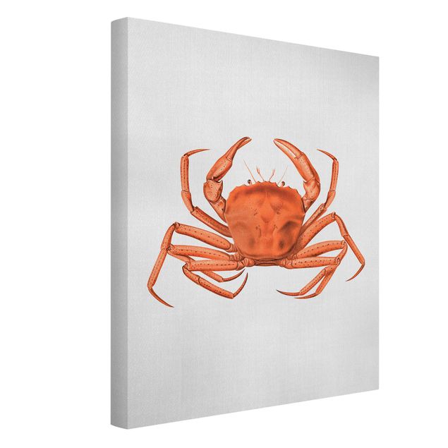 Cuadros playas Vintage Illustration Red Crab