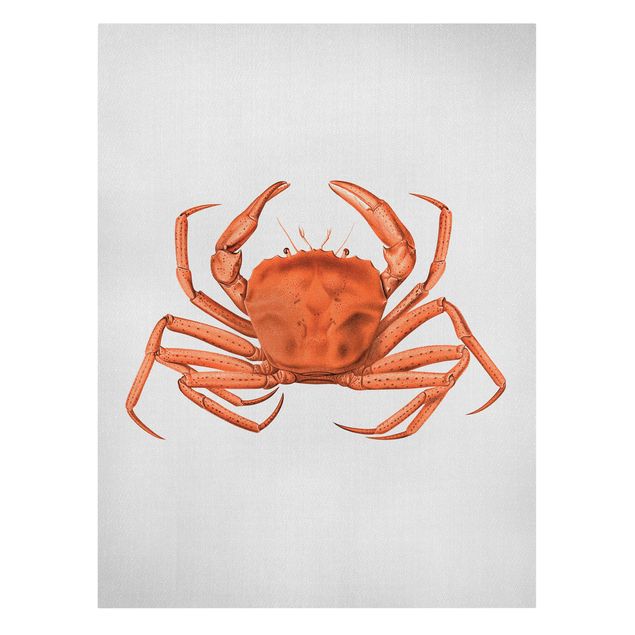 Cuadros con mar Vintage Illustration Red Crab
