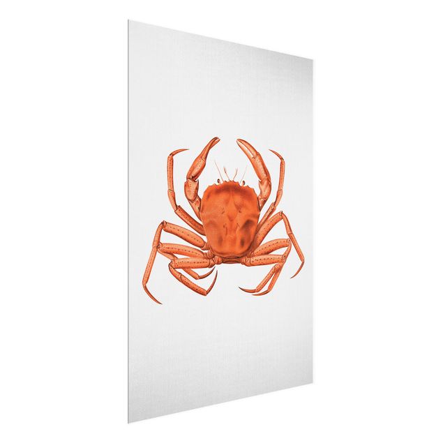 Cuadros con mar Vintage Illustration Red Crab