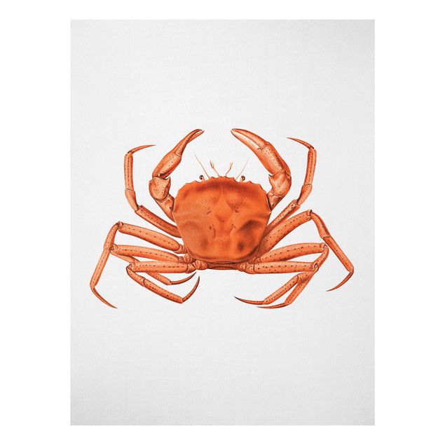 Cuadros de cristal paisajes Vintage Illustration Red Crab