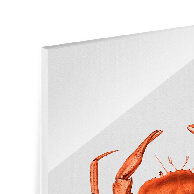 Cuadros de cristal animales Vintage Illustration Red Crab