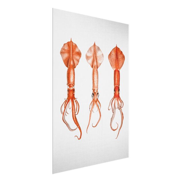Cuadros marinos Vintage Illustration Red Squid