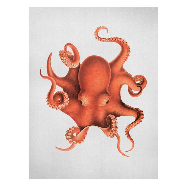 Cuadros marinos Vintage Illustration Red Octopus
