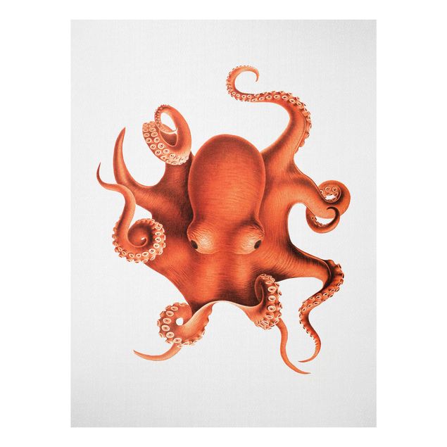 Cuadros de cristal paisajes Vintage Illustration Red Octopus