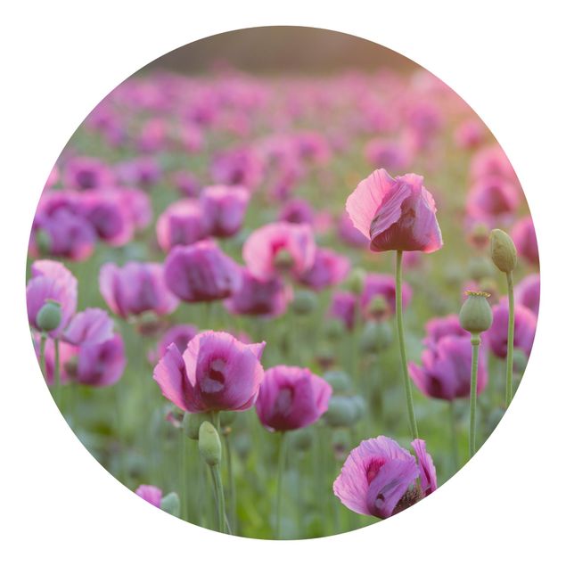 Papel pintado moderno Purple Poppy Flower Meadow In Spring