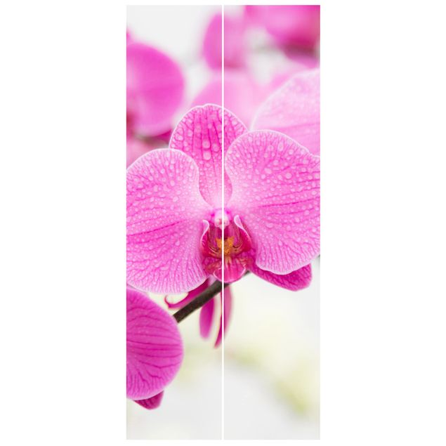 Papel pared flores Close-Up Orchid