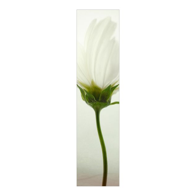 Paneles japoneses flores White Cosmos