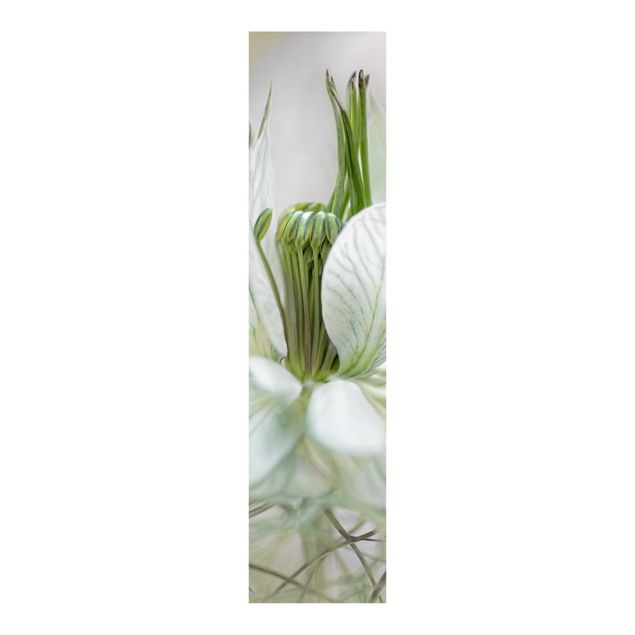 Paneles japoneses flores White Nigella
