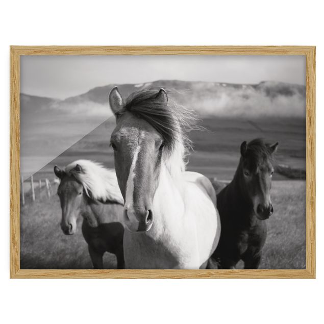 Pósters enmarcados de animales Wild Horses Black And White