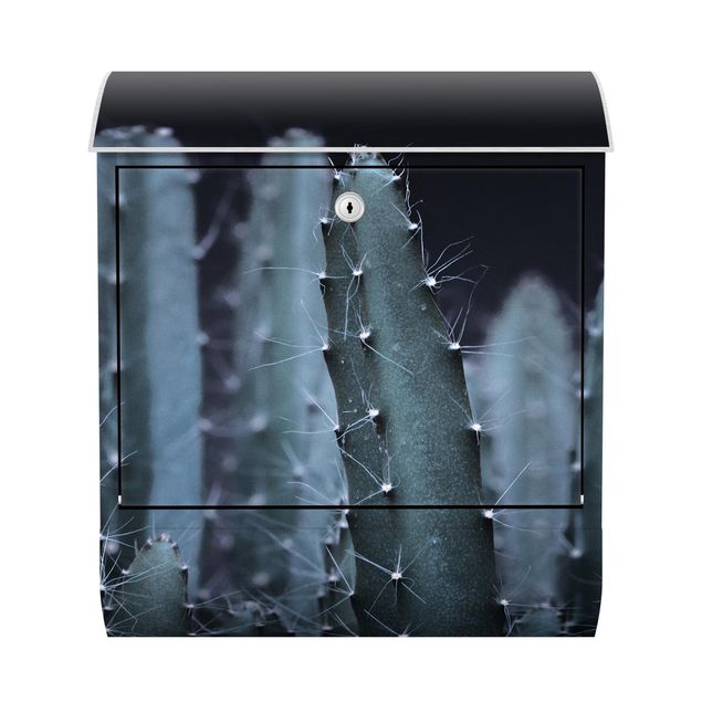 Buzón negro Desert Cactus At Night