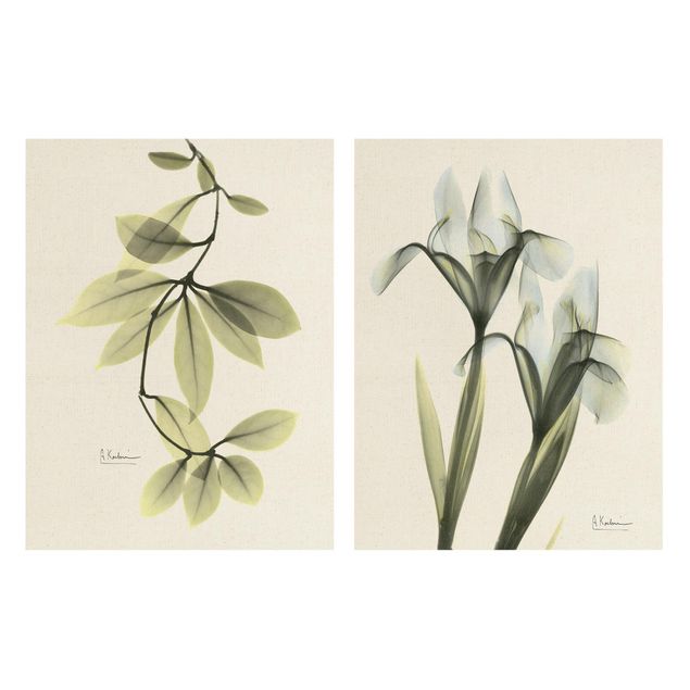 Cuadros modernos X-Ray - Hoya Leaves & Iris