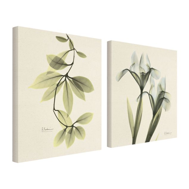 Lienzos decorativos X-Ray - Hoya Leaves & Iris