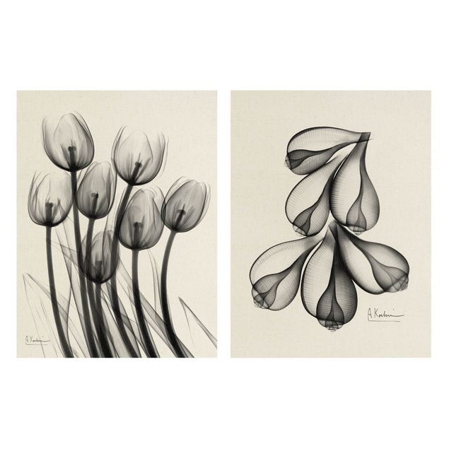 Cuadros X-Ray - Tulips & Fig Shells