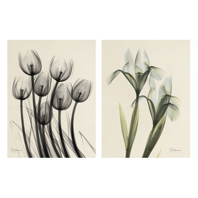 Cuadros decorativos X-Ray - Tulips & Iris