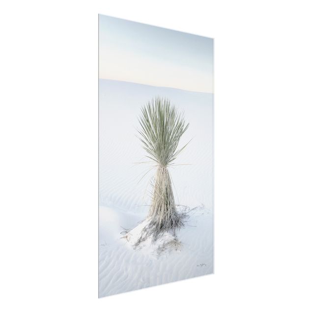 Cuadros paisajes naturaleza Yucca palm in white sand