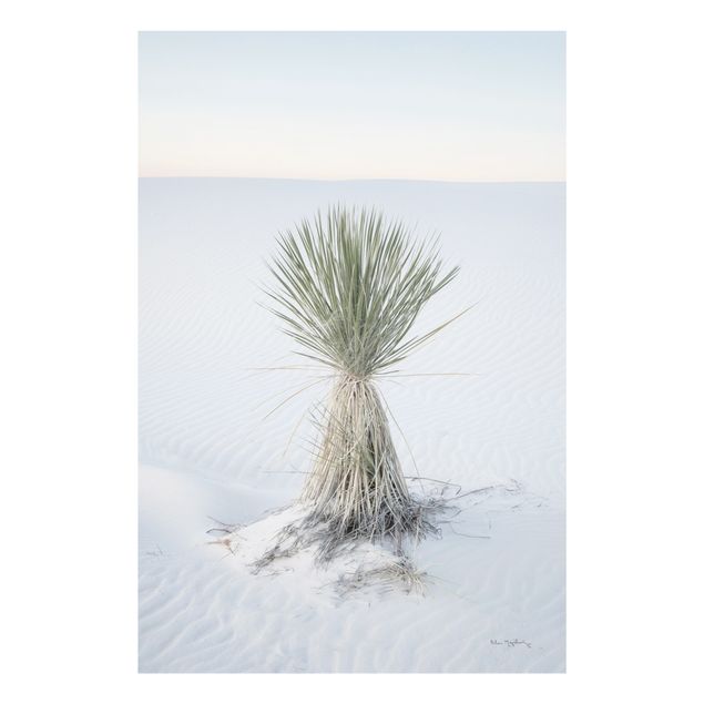Cuadros decorativos modernos Yucca palm in white sand