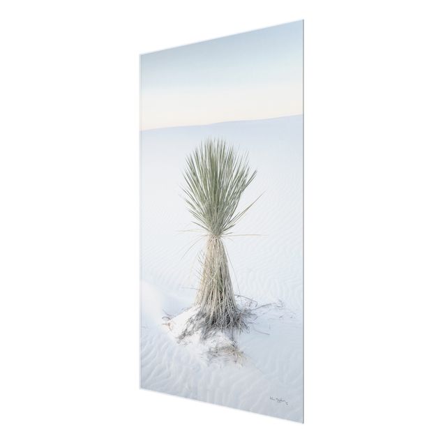 Cuadro azul Yucca palm in white sand
