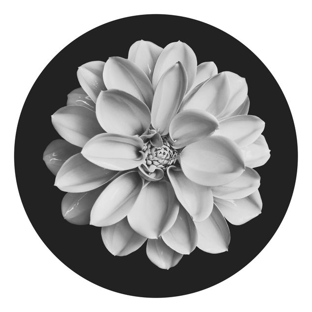 Papel pintado blanco y negro Delicate Dahlia In Black And White