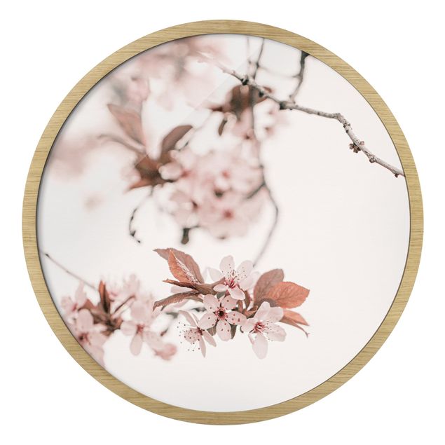 Cuadros de Monika Strigel Delicate Cherry Blossoms On A Twig