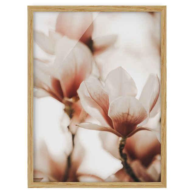 Cuadros flores Delicate Magnolia Flowers In An Interplay Of Light And Shadows