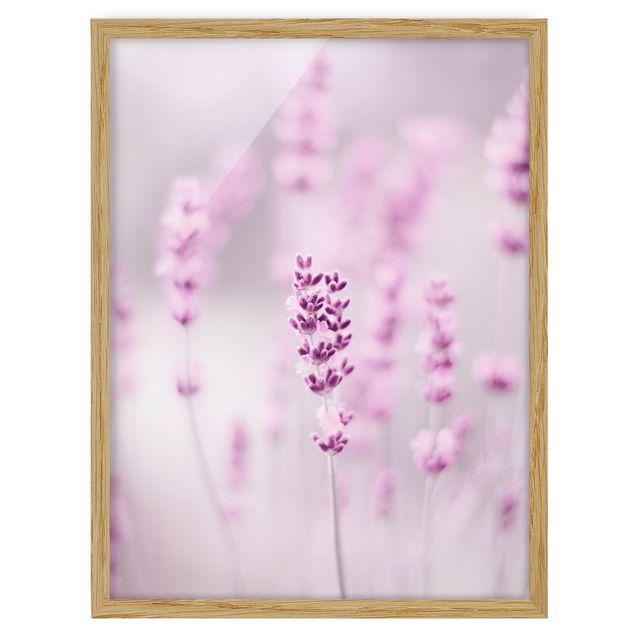 Cuadros flores Pale Purple Lavender