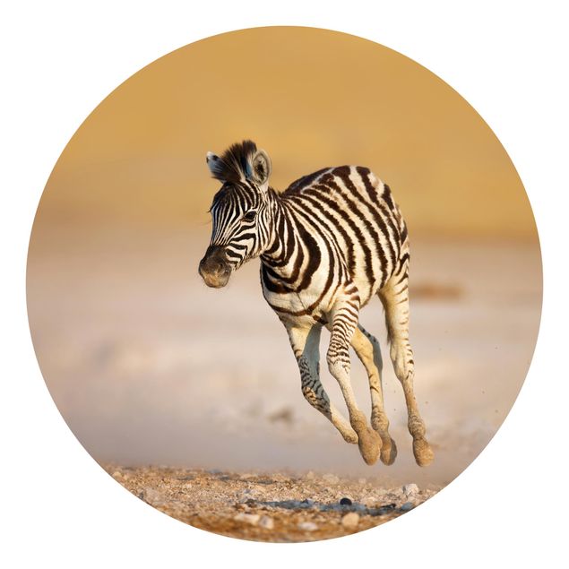 Papel pintado desierto Zebra Foal
